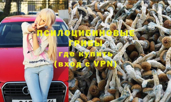 индика Аркадак